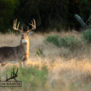 Native Texas whitetail deer 8