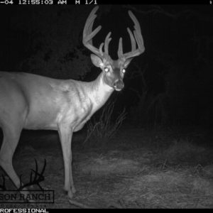 Texas Whitetail Buck Trailcam