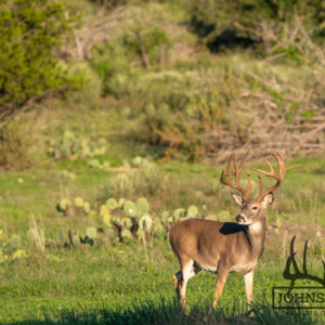 Native Texas Whitetail Deer 5