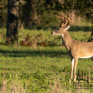Native Texas whitetail deer 10