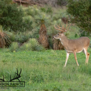 Native Texas Whitetail Deer
